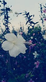 Close up of flowers blooming outdoors