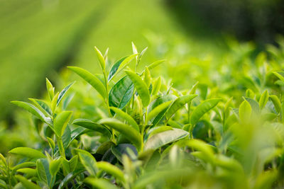 Close-up of crops growing on field