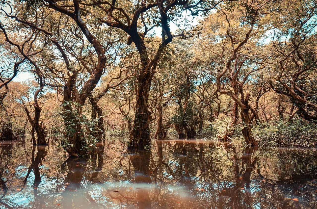 tree, tree trunk, tranquility, branch, growth, scenics, tranquil scene, water, nature, beauty in nature, day, outdoors, park, remote, solitude, non-urban scene