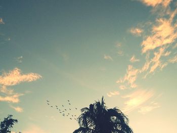 Low angle view of silhouette trees against sky