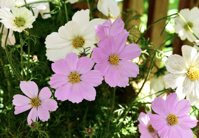 Close-up of pink flowering plants