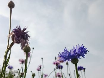 Low angle view of flowers blooming against clear sky