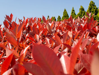 Close-up of autumn leaves on field