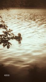 Reflection of trees in water