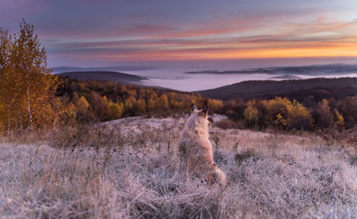 Dog standing on field against sky during sunset