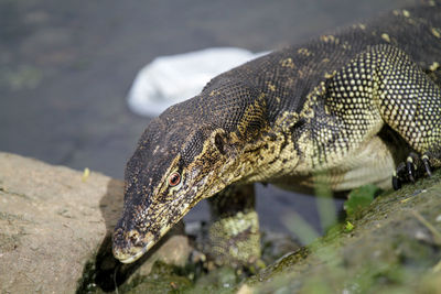 Close-up of lizard on rock by lake