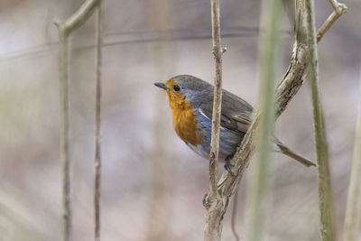 Close-up of bird perching on branch