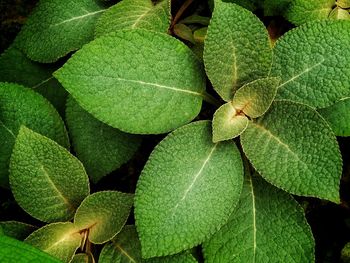 Full frame shot of green leaves