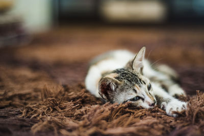 Kitten relaxing on carpet