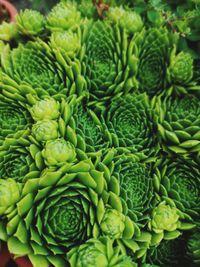 Full frame shot of vegetables