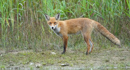 Fox walking on field