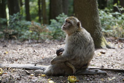 Monkey sitting on a field