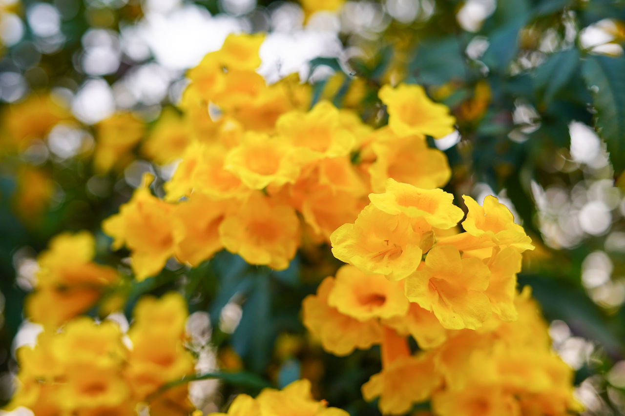 CLOSE-UP OF YELLOW MARIGOLD FLOWERS