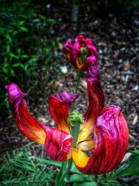 Close-up of red flowers blooming in field