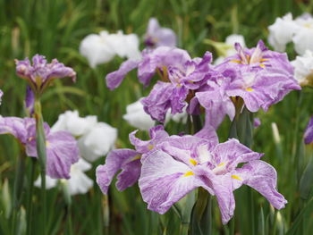 Close-up of purple flowering plants