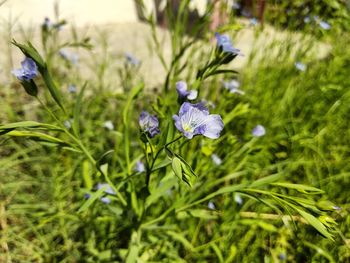 Close-up of purple flowering plant on field