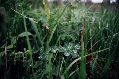 Close-up of grass