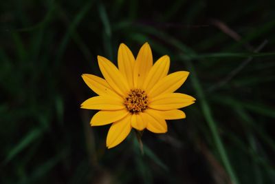 Close-up of yellow flower blooming outdoors