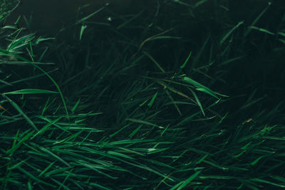 Full frame shot of grass