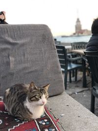 Cat sitting on seat in city
