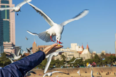 Low angle view of seagull feeding on food held by hand against sky