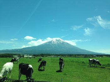 Panoramic view of cows on green grass field against sky behind mount fuji in spring season.