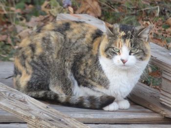 Cat sitting on wood