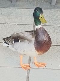 Close-up of mallard duck on water