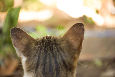 Close-up of a cat