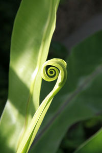 Close-up of green leaf