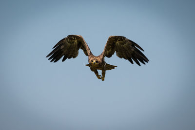 Low angle view of eagle flying in sky