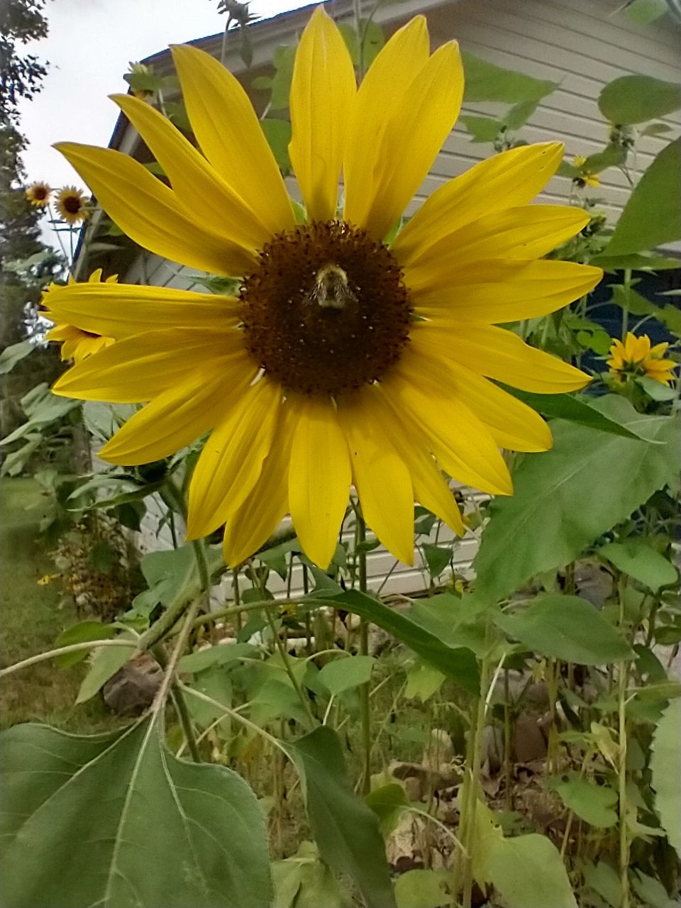 plant, flowering plant, flower, sunflower, yellow, freshness, growth, flower head, beauty in nature, inflorescence, fragility, petal, nature, leaf, plant part, close-up, pollen, no people, sunflower seed, outdoors, day, botany, green, field