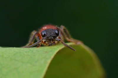 Close-up of insect on leaf