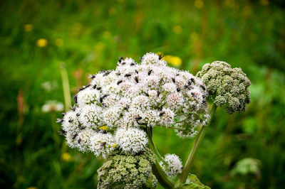 Close-up of white flowering plant on field