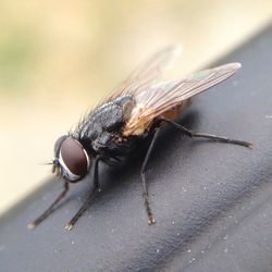 Close-up of housefly