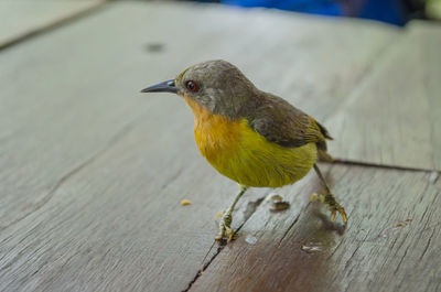 Close-up of bird perching on wood