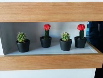 Potted plants on table