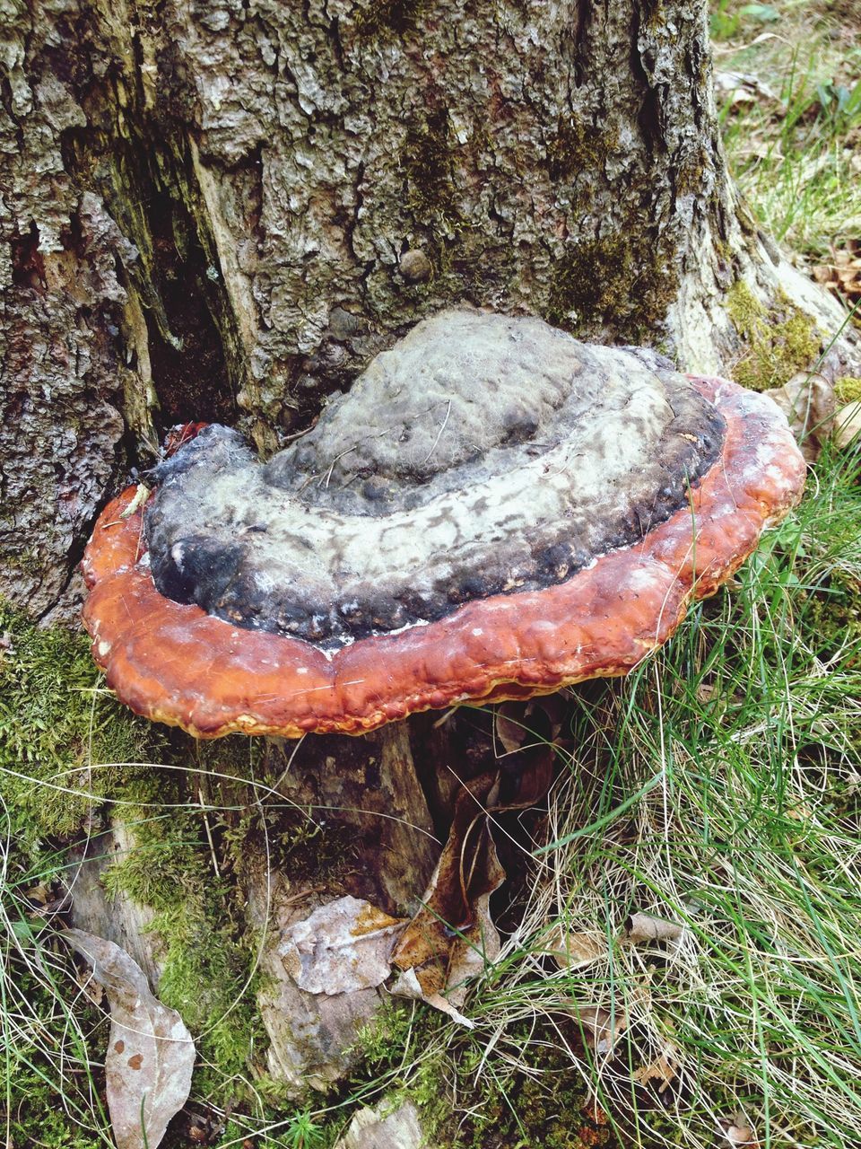 mushroom, fungus, nature, forest, grass, close-up, growth, toadstool, tree trunk, day, plant, field, tranquility, outdoors, no people, beauty in nature, edible mushroom, tree, moss, high angle view