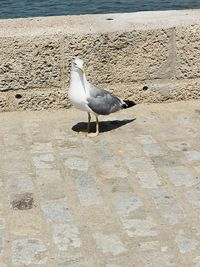 Seagull perching on a beach