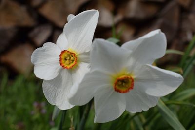 Close-up of white flower