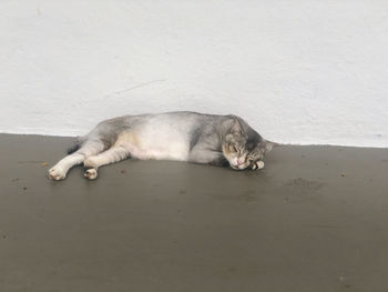 Cat sleeping on wall