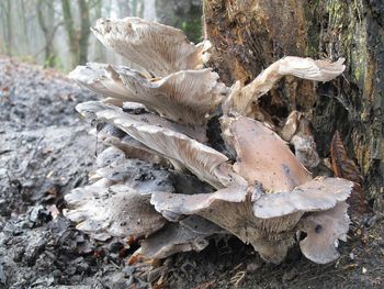 Close-up of mushroom growing on tree trunk