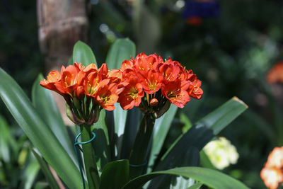 Close-up of yellow flowering plant