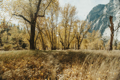 Trees on field against sky