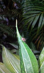 Close-up of insect on leaf