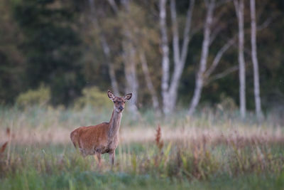 Deer standing in a forest