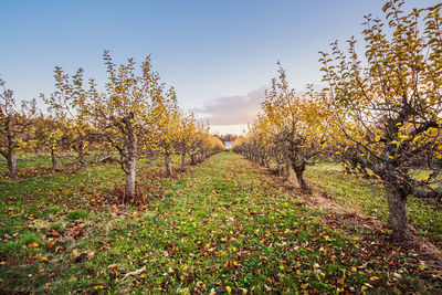 Trees on field against sky during autumn
