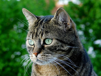 Close-up portrait of a cat