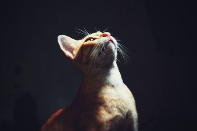 Close-up of a cat looking up