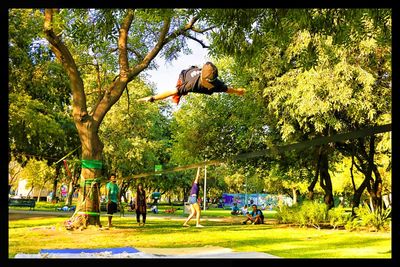 Trees in park